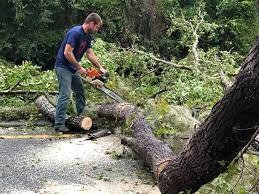 Professional Tree Services in Gordonsville, TN