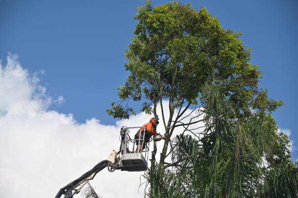 How Our Tree Care Process Works  in  Gordonsville, TN